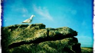 – Dis. Si t’étais un animal, qu’est-ce que ce serait ? – Une mouette. – Une mouette ?! Quelle idée ! Tu manques pas un peu d’ambition ! – Ben...<div class="addthis_toolbox addthis_default_style addthis_" addthis:url='https://www.boodzawa.com/manque-dambition/' addthis:title='Manque d’ambition ' ><a class="addthis_button_facebook"></a><a class="addthis_button_twitter"></a><a class="addthis_button_email"></a><a class="addthis_button_pinterest_share"></a><a class="addthis_button_compact"></a><a class="addthis_counter addthis_bubble_style"></a></div>