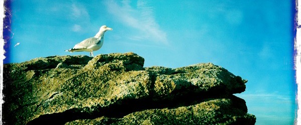 – Dis. Si t’étais un animal, qu’est-ce que ce serait ? – Une mouette. – Une mouette ?! Quelle idée ! Tu manques pas un peu d’ambition ! – Ben...<div class="addthis_toolbox addthis_default_style addthis_" addthis:url='https://www.boodzawa.com/manque-dambition/' addthis:title='Manque d’ambition ' ><a class="addthis_button_facebook"></a><a class="addthis_button_twitter"></a><a class="addthis_button_email"></a><a class="addthis_button_pinterest_share"></a><a class="addthis_button_compact"></a><a class="addthis_counter addthis_bubble_style"></a></div>